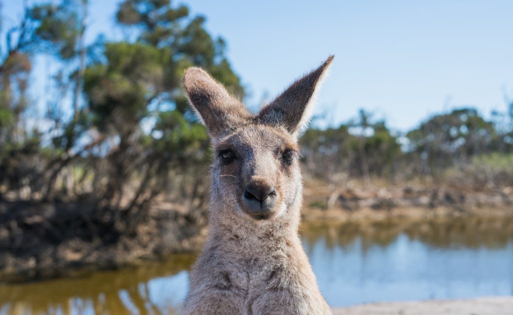 Voyage en Australie