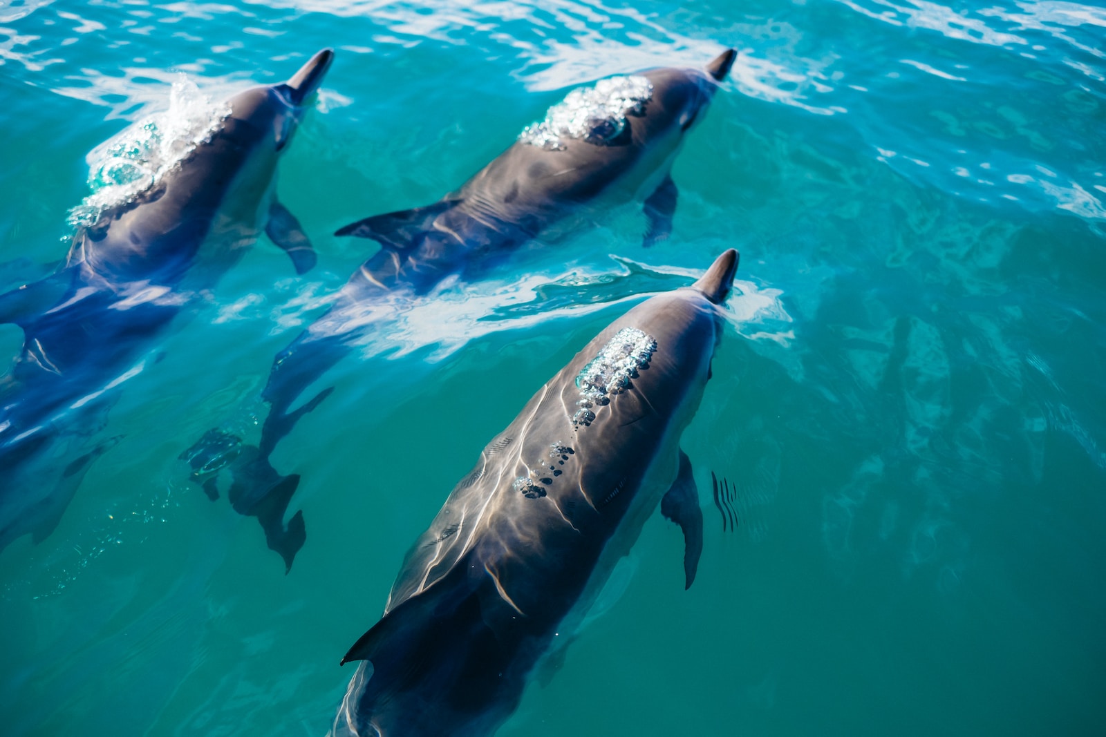 Côtoyer les dauphins à Bali  Une expérience inoubliable