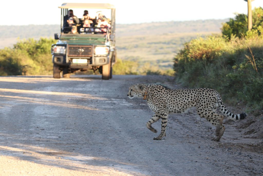 Découvrir la beauté sauvage de l’Afrique à travers un safari