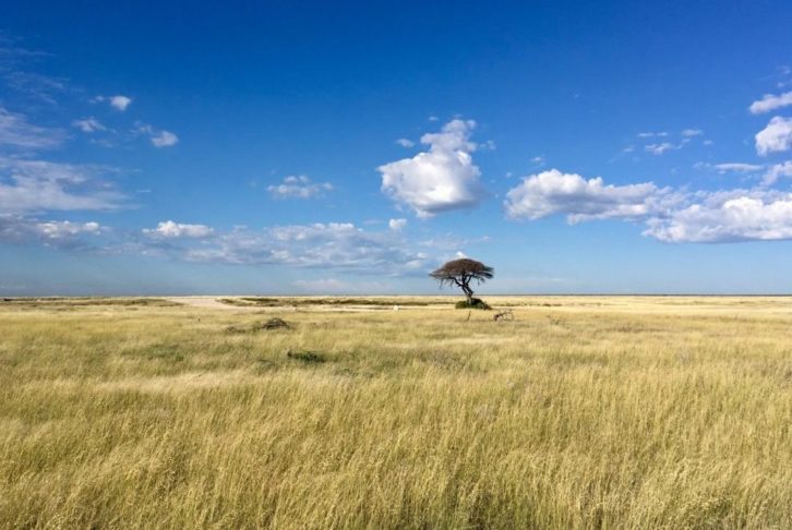 Découvrez le Meilleur Moment pour Explorer la Namibie : Votre Guide pour une Aventure Inoubliable
