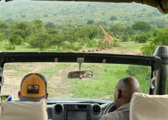 Quelles animaux observer lors d'un Safari au Kenya ?